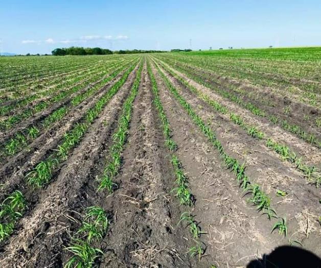 Lluvia da falsas esperanzas a los agricultores