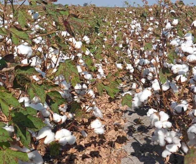 Preparan inicio de la pizca del ‘oro blanco’