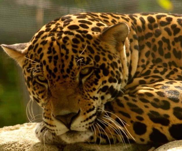 Jaguar ataca a un menor en zoológico de León
