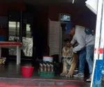 Pasea tigre por Hidalgo... lo encuentran en puesto de tacos