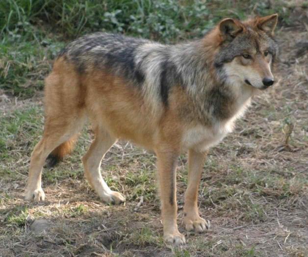 Zoológico ayuda a conservación del lobo mexicano Zoológico ayuda a conservación del lobo mexicano