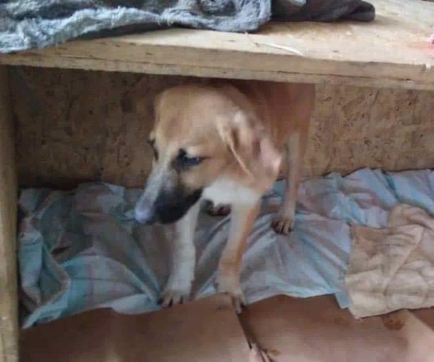 Disponen de perros para ser adoptados Disponen de perros para ser adoptados