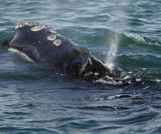 Bajan velocidad por las ballenas Bajan velocidad por las ballenas