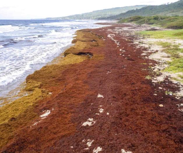 Algas devastadoras asfixian las costas del Caribe Algas devastadoras asfixian las costas del Caribe