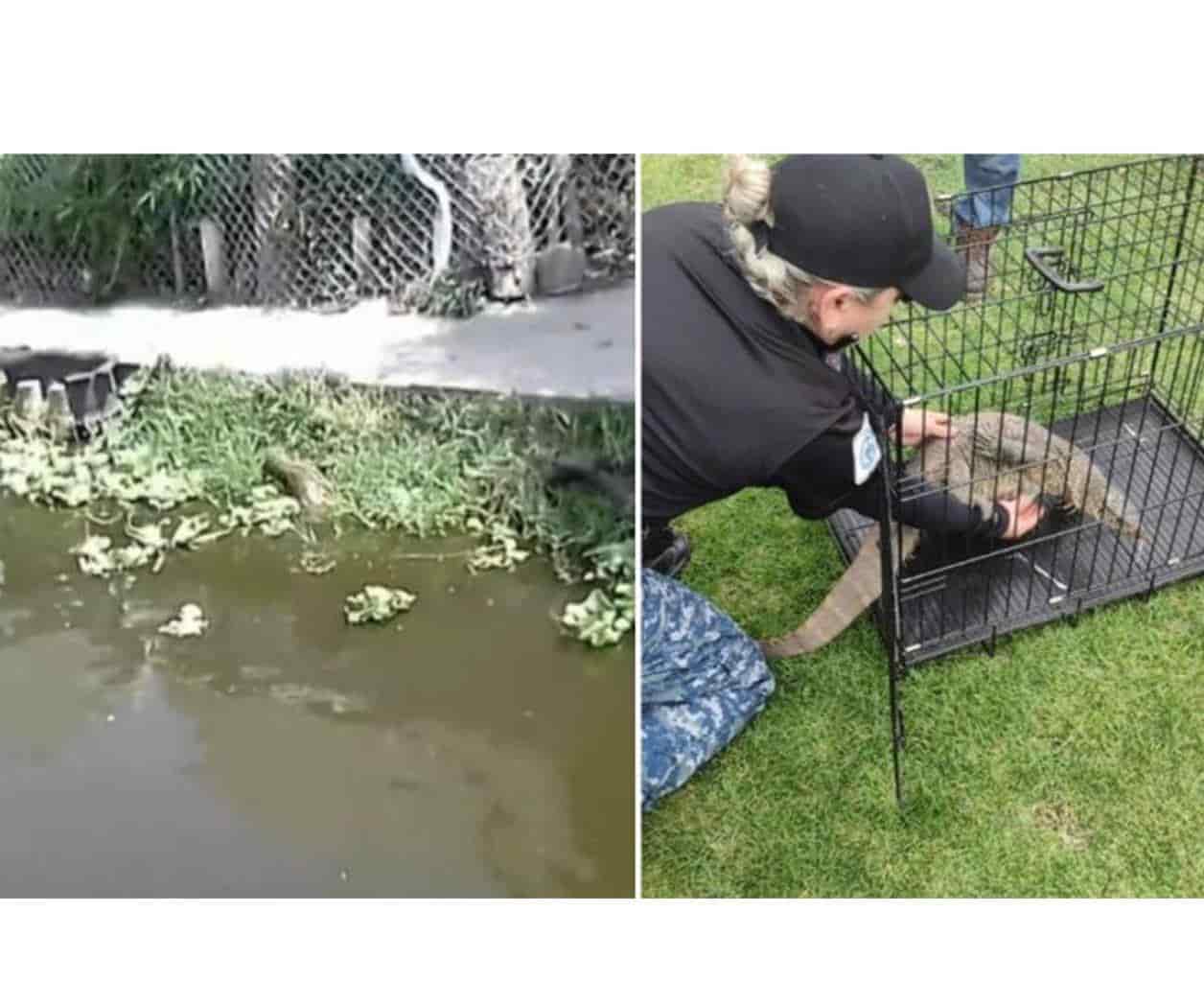 Reptil del Nilo nada en canales de Xochimilco