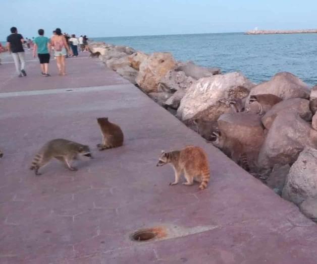 Mapaches nocivos para las Escollera de Miramar