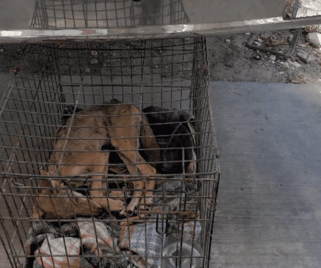 Bomberos rescatan a un cachorro de coyote