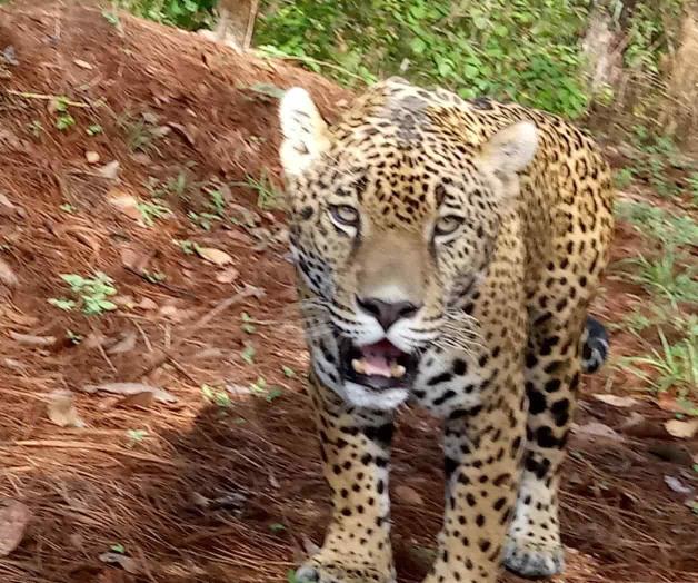 Captan jaguar por primera vez en Sierra de Tapalpa 