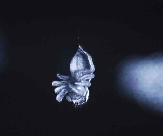 ¿Las arañas duermen? Estudios indican que podrían dormitar