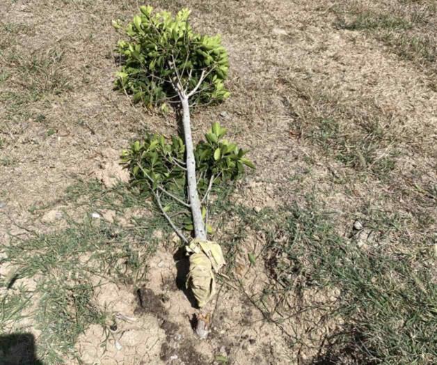 Invitan a denunciar daños ecológicos Invitan a denunciar daños ecológicos