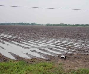Lluvias dan respiro al campo