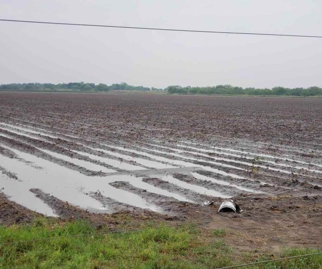 Lluvias dan respiro al campo Lluvias dan respiro al campo