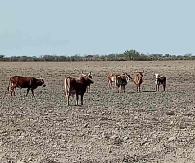 Mitigaron lluvias crisis en el campo