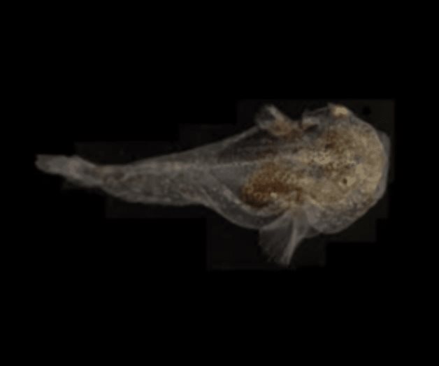 Peces sobreviven en Groenlandia cargados de anticongelante Peces sobreviven en Groenlandia cargados de anticongelante