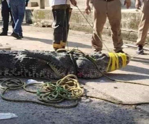 Pasea un cocodrilo cadáver de víctima