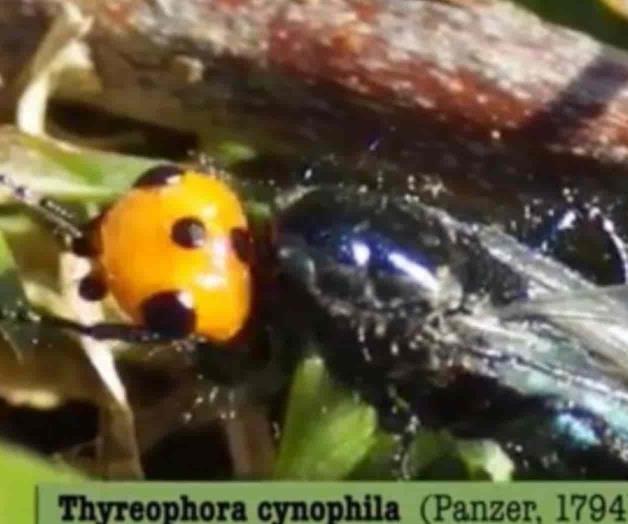 Mosca quebrantahuesos es vista en Francia; se creía extinta hace más de un siglo Mosca quebrantahuesos es vista en Francia; se creía extinta hace más de un siglo