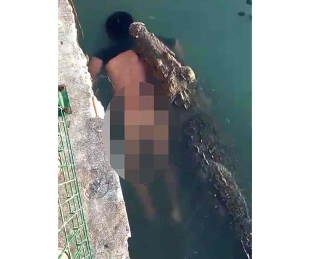 Va en aumento ataques de cocodrilos