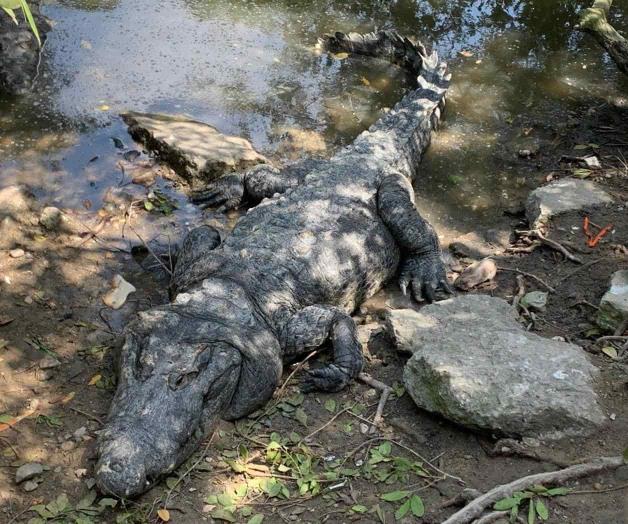 Podrían ejecutar a “Juancho” Podrían ejecutar a “Juancho”