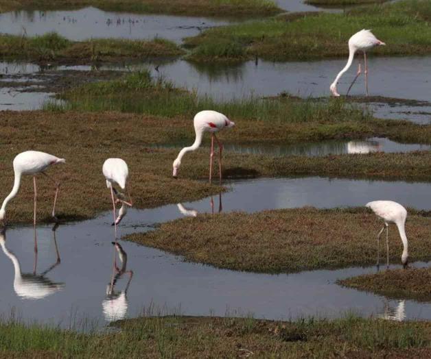 Aves migratorias en África amenazadas por calor y sequías