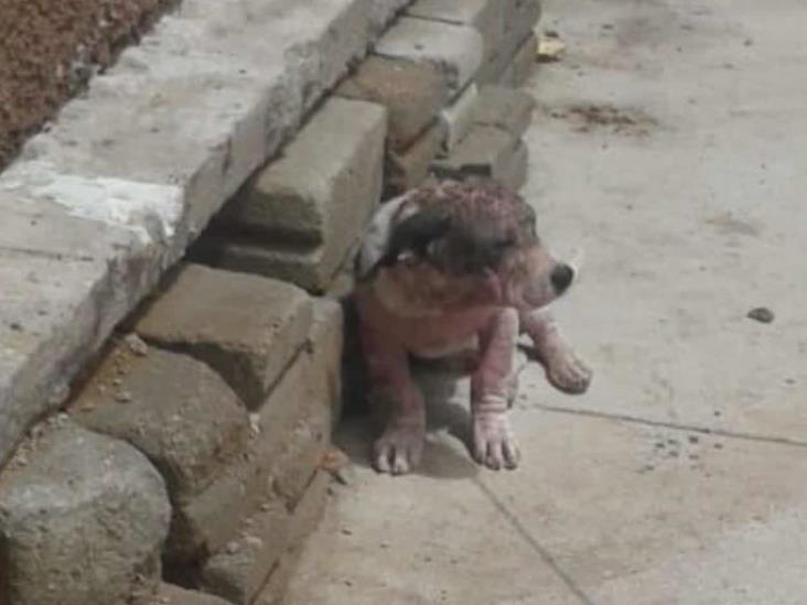 Apedrean a perro por estar embrujado Apedrean a perro por estar embrujado