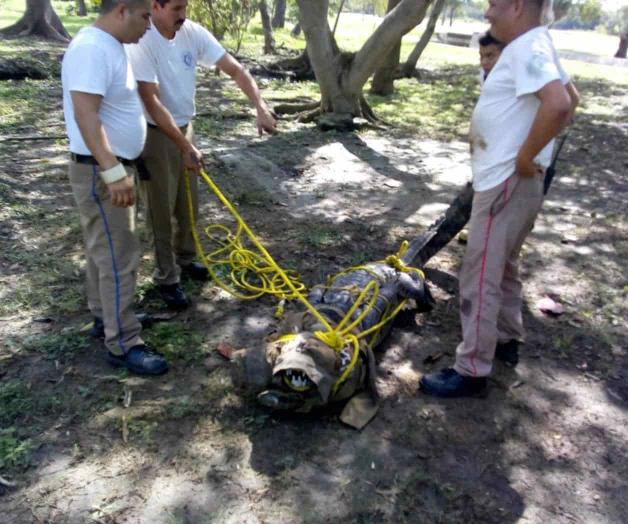 Se requiere la matanza controlada de cocodrilos Se requiere la matanza controlada de cocodrilos