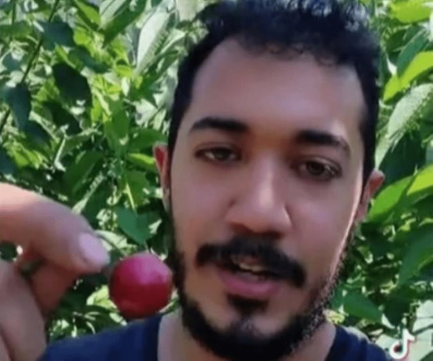 Se vuelve viral video de mexicano que gana 3 mil pesos diarios en la pizca de cereza en Canad&aacute;