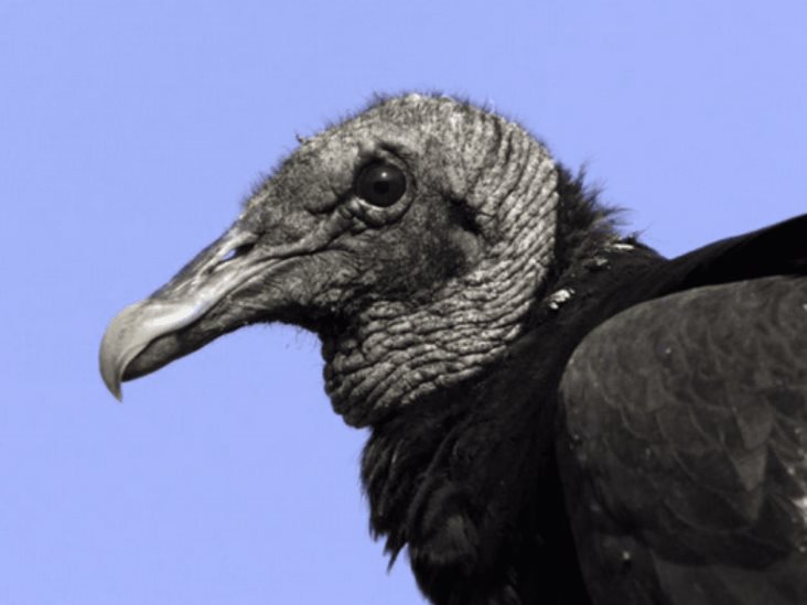 Gripe aviar mata a unos 700 buitres negros en santuario Gripe aviar mata a unos 700 buitres negros en santuario