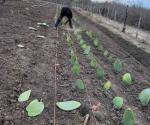 Introducen cultivo del nopal forrajero