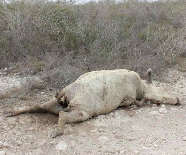 Por sequía inicia la muerte de ganado