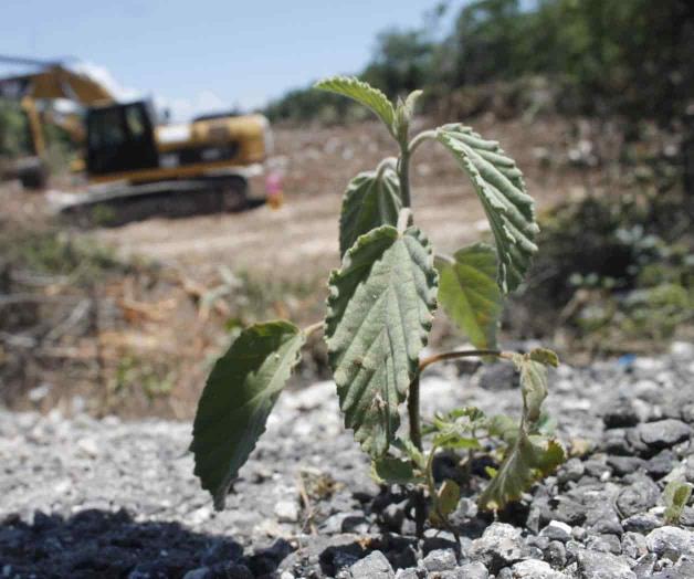 Encuentran fosa en obra del Tren Maya Encuentran fosa en obra del Tren Maya