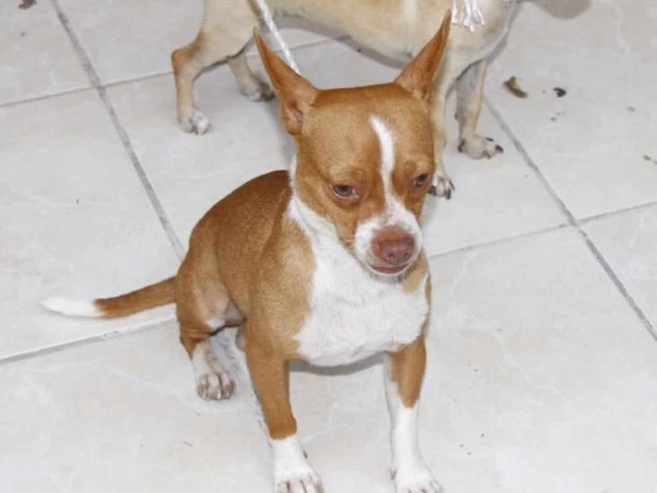 Pueden mascotas tener su cobertura Pueden mascotas tener su cobertura