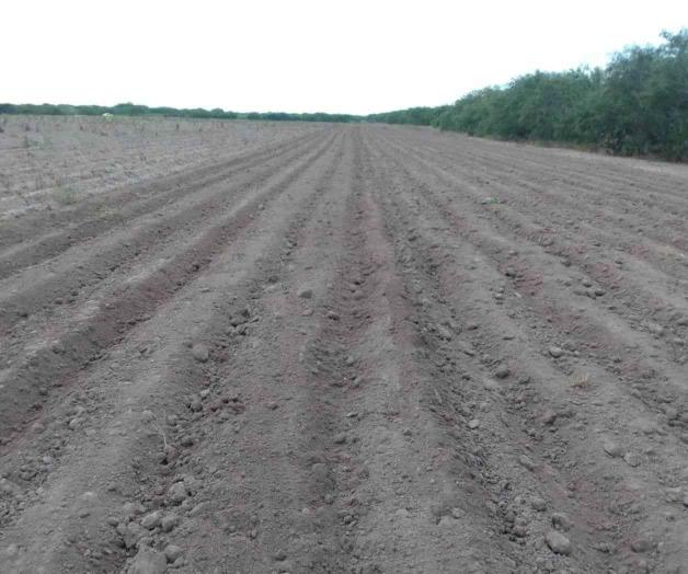 Mitigan las lluvias la crisis en el campo Mitigan las lluvias la crisis en el campo