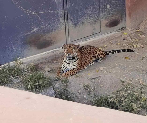 Minimizan riesgo de ataques del jaguar