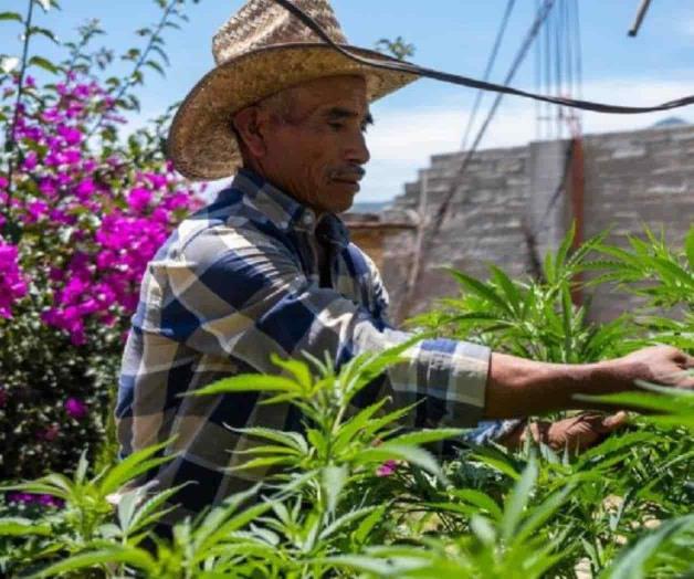Cannabis medicinal: Antes huían del Ejército, ahora buscan el cultivo a gran escala