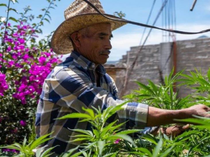 Cannabis medicinal: Antes huían del Ejército, ahora buscan el cultivo a gran escala Cannabis medicinal: Antes huían del Ejército, ahora buscan el cultivo a gran escala