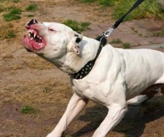 Perro ataca y desprende parte del oído a niño en Yucatán Perro ataca y desprende parte del oído a niño en Yucatán