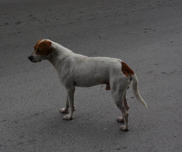 La rabia, 25 años bajo total control