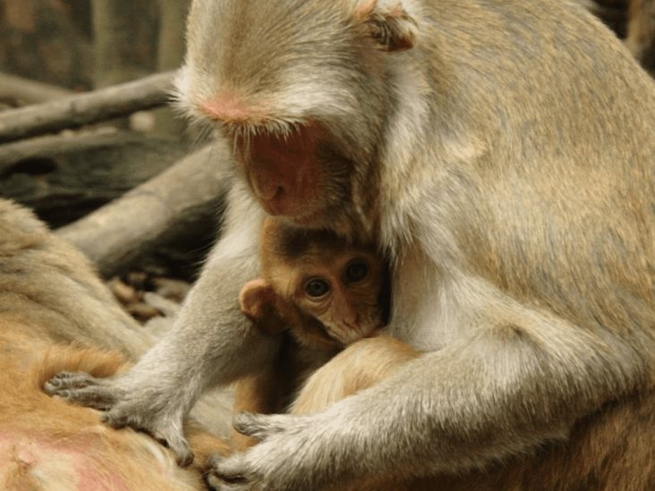 Un virus en monos similar al ébola está preparado para contagiar a humanos; esto es lo que se sabe Un virus en monos similar al ébola está preparado para contagiar a humanos; esto es lo que se sabe