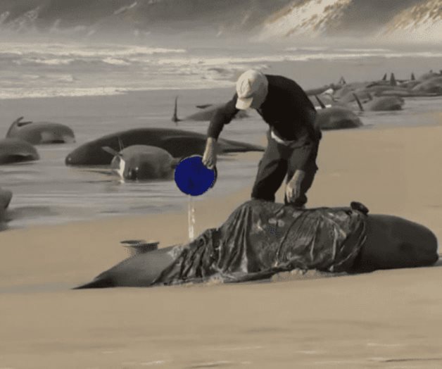 Investigan la muerte de 13 ballenas australes