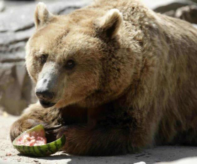 ¿Qué animales están extintos en México? ¿Qué animales están extintos en México?