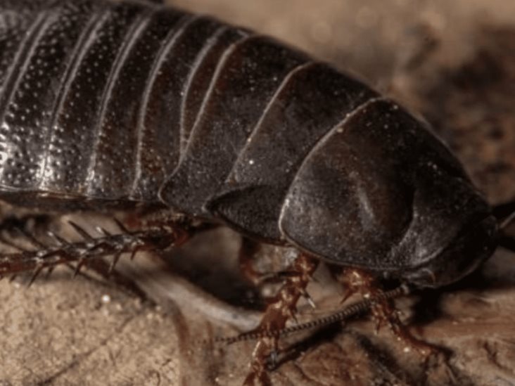 Una cucaracha carnívora extinta reaparece después de 90 años Una cucaracha carnívora extinta reaparece después de 90 años