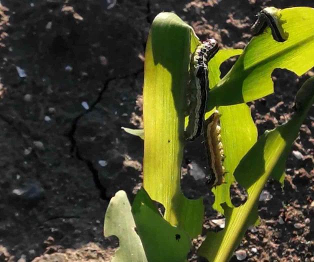 Ataca ‘gusano cogollero’ sembradíos en San Fernando