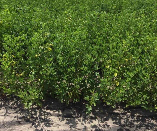 Experimentan con plantas de la India