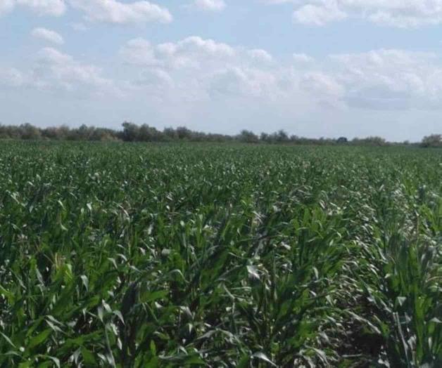 Reportan buen desarrollo de maíz en ciclo tardío Reportan buen desarrollo de maíz en ciclo tardío