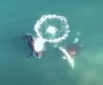 Documentan, por primera vez, a orcas cazando a un gran tiburón blanco
