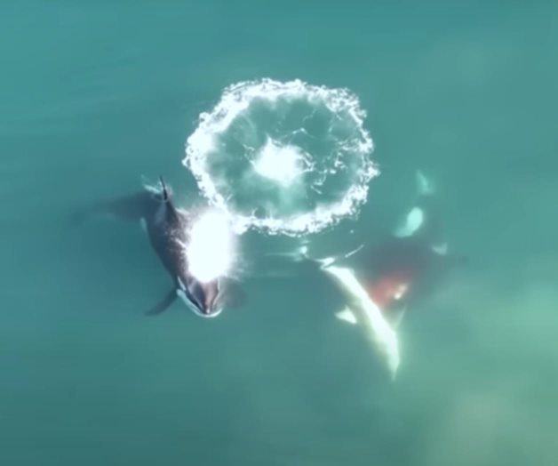 Documentan, por primera vez, a orcas cazando a un gran tiburón blanco