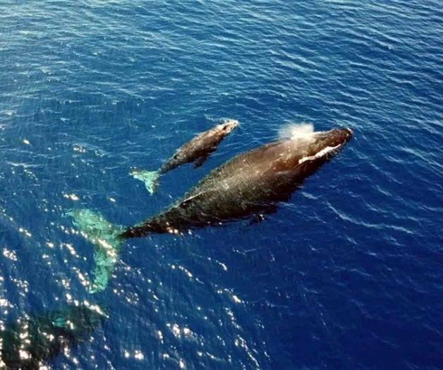 Disminuye población de ballenas grises 