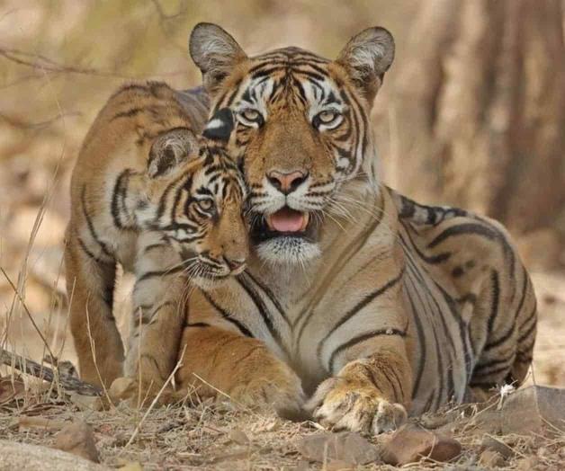 Alerta roja: caen poblaciones de animales silvestres.- WWF Alerta roja: caen poblaciones de animales silvestres.- WWF