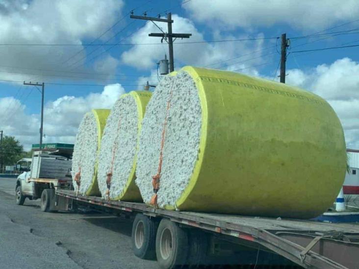 Temen quedar sin semilla de algodón Temen quedar sin semilla de algodón