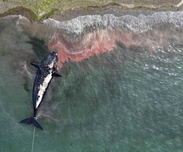 Aumentan a 30 las ballenas muertas en Atlántico Sur